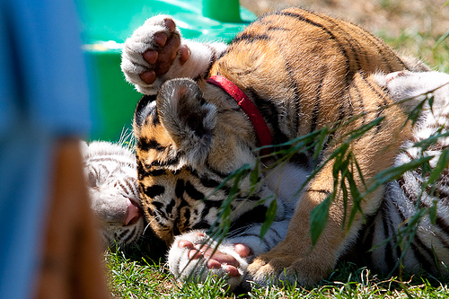 Cougar Mountain Zoo Bengal Tiger Cubs